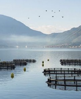 GlobalGAP IFA Aquaculture