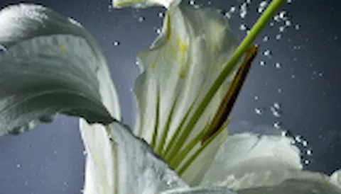 GLOBALG.A.P. Flowers & Ornamentals