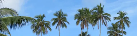 RSPO _Palm_Oil_Standard