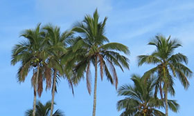 Round Table on Sustainable Palm Oil (RSPO)