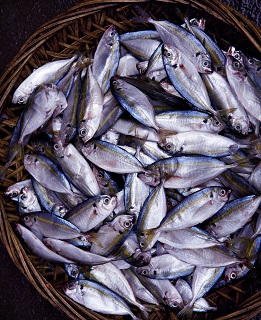 Service pour l'industrie des produits de la mer